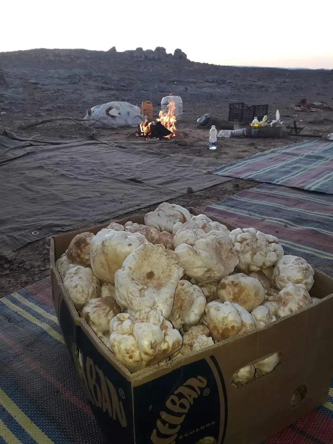 SUENA EL TAM TAM: LAS TRUFAS DEL DESIERTO, EL “MANÁ DEL CIELO” DE LIBIA